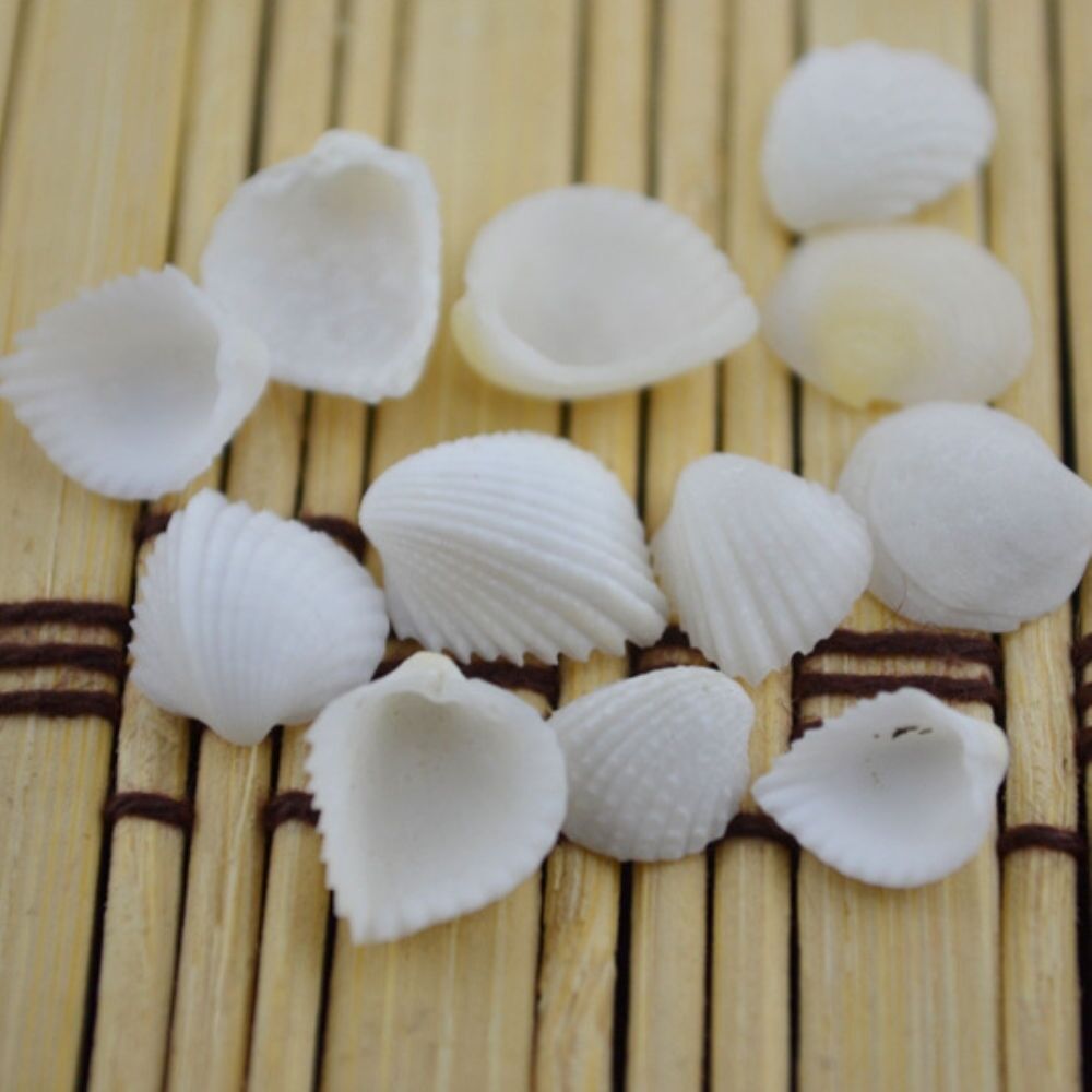 20pcs Tiny Scallop Sea Shells Beach Fan Shells Ornament Crafts Nautical Decor