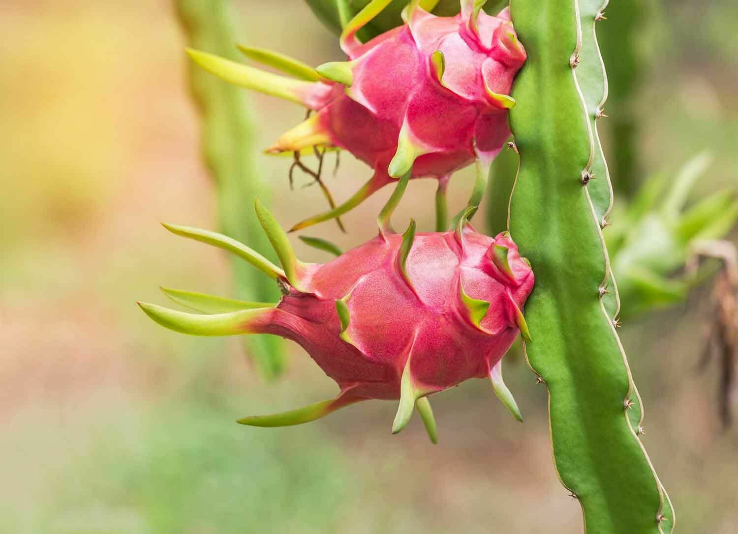40 PCS Seeds Pitahaya Dragon Fruit Sweet Edible Fruit Home Garden High Quality