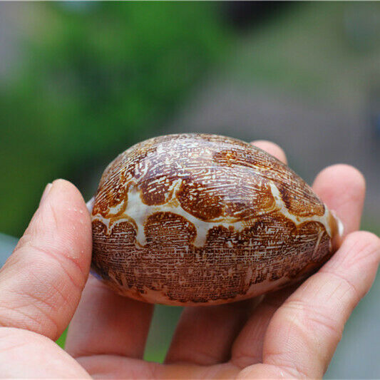 1Pc Natural Map Cowrie Conch Shell Seashell Nautical Ornament Decor 6-8cm HH6983