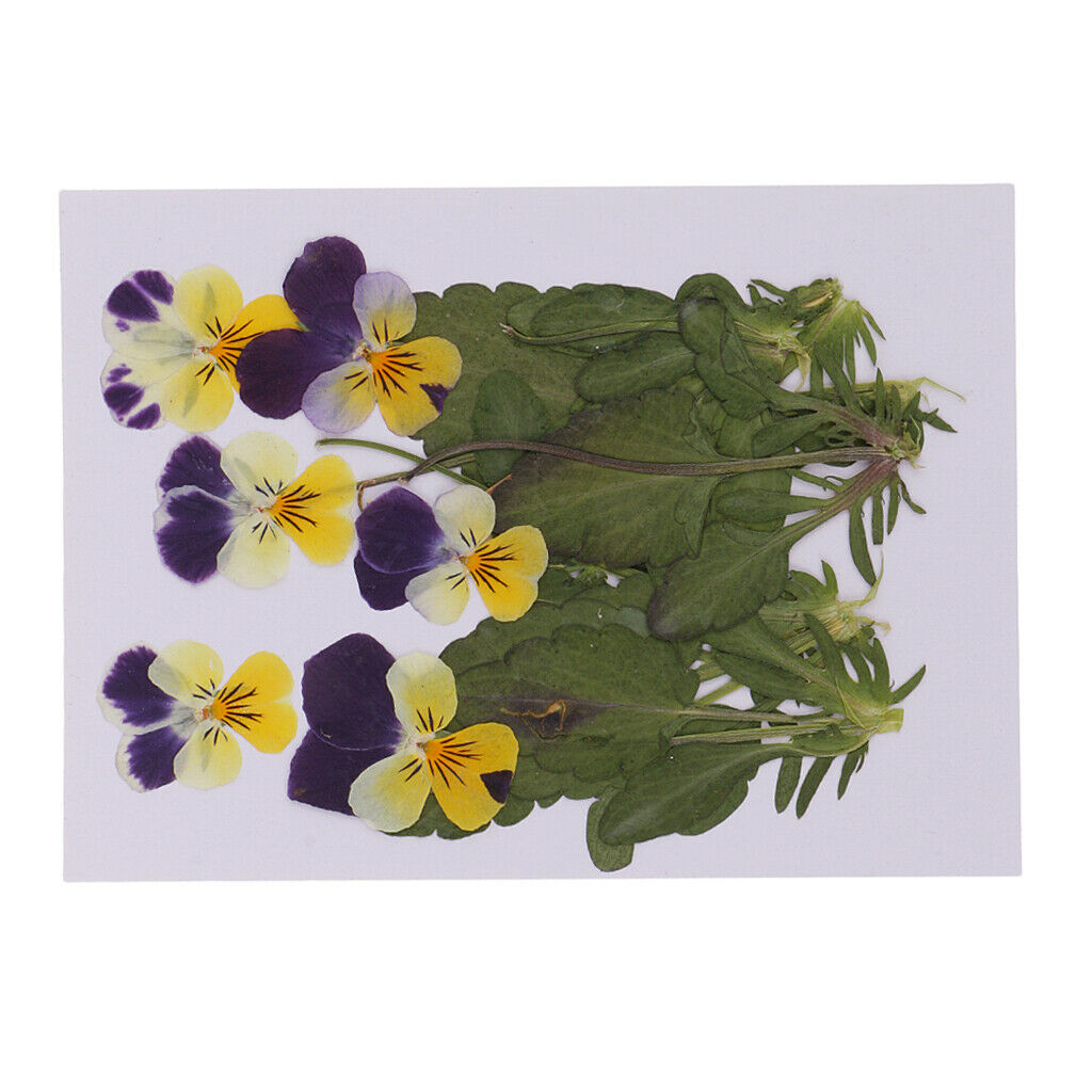 6 Pieces Natural Real Pressed Pansy Flower Dried Flower Floral Embellishments