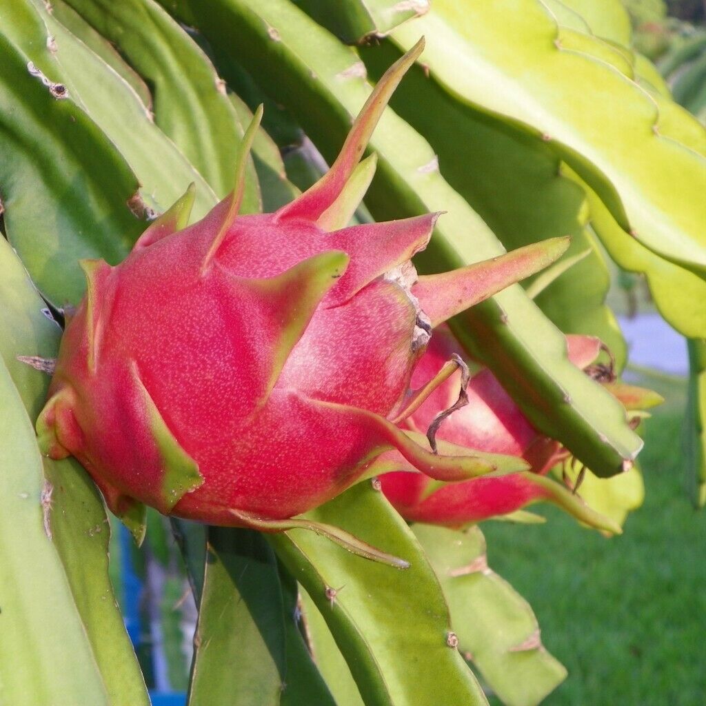 40 PCS Seeds Pitahaya Dragon Fruit Sweet Edible Fruit Home Garden High Quality