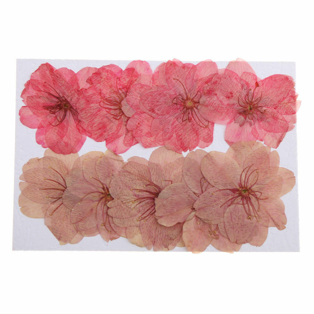 10x Mixed Dried Flower Sakura ornaments  Cherry Blossom Soap Candle Decors