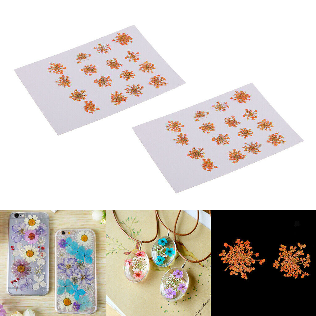 32 Pieces Real Pressed Flowers Dried Flowers for Home Deco Garden