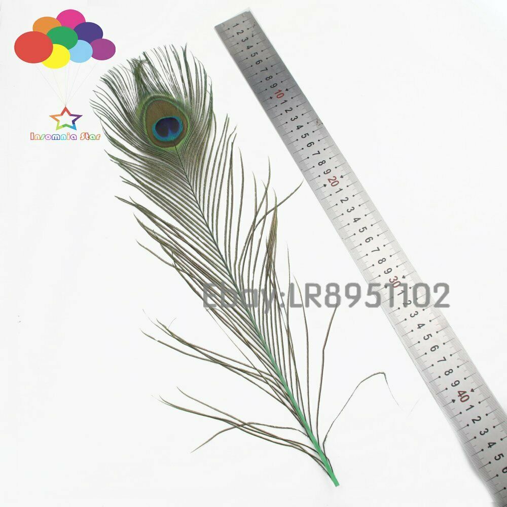 High quality 100 pieces more 40-45cm beautiful Grass green peacock feathers