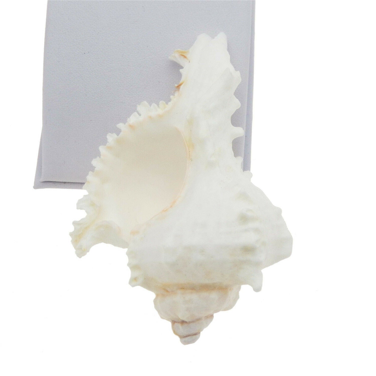 1 Piece Natural Shells 6 - 7 cm Snail Conch Ramose Murex Seashell Nautical Decor