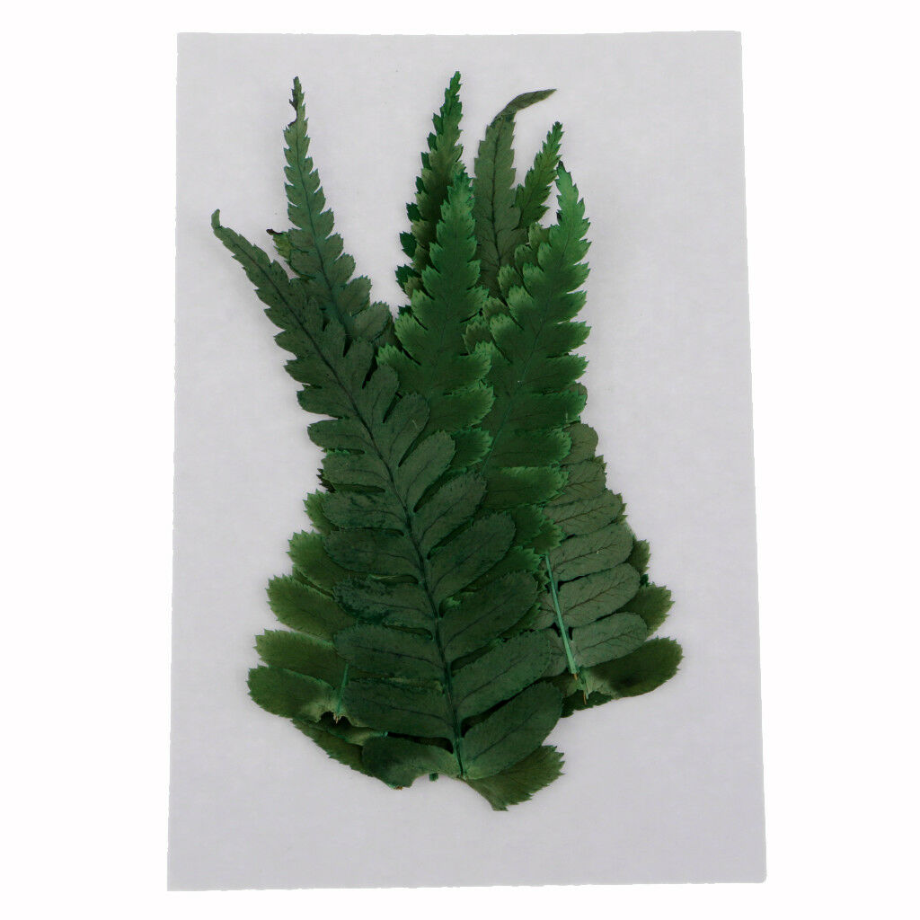 10x Pressed Real Natural Dried Flowers Ferns Plants for DIY Specimen Craft