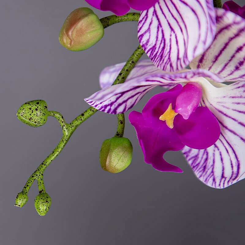 2Pcs Real Press Orchid Stems Flowers Artificial Phalaenopsis Branches 9 LargW3N3