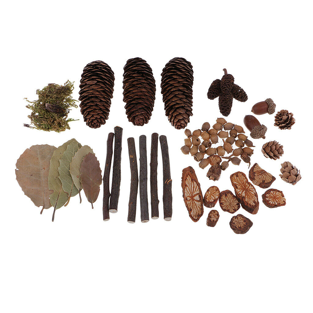 Natural Wood   Crafts Home Table Ornaments Dried Flowers