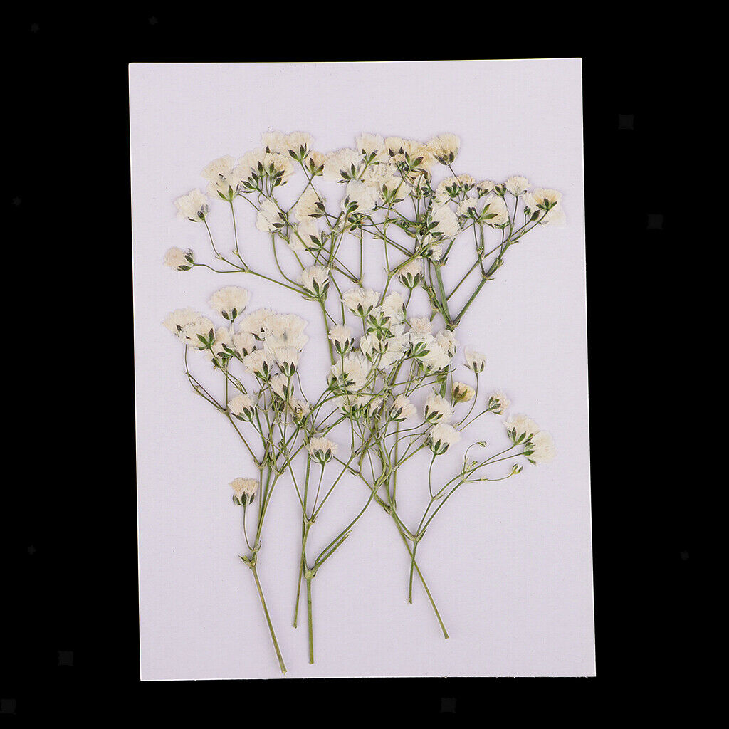 10x Natural Real Dried Babysbreath Flowers Pretty Pressed Decors Ornaments