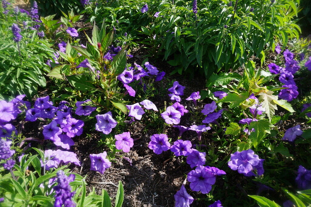 100PCS Seed Petunia Sky Blue Annual Beautiful Fragrance Home Garden High Quality