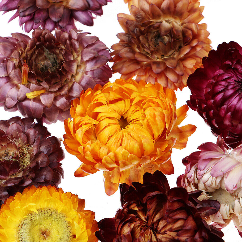 20g Pressed Flowers Real Natural Dried Flower Petals for DIY Crafts