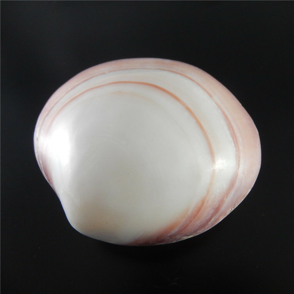 1x Natural Cherry Clam Shell Ornament Seashell Nautical Decor Aquarium DIY 6-8cm