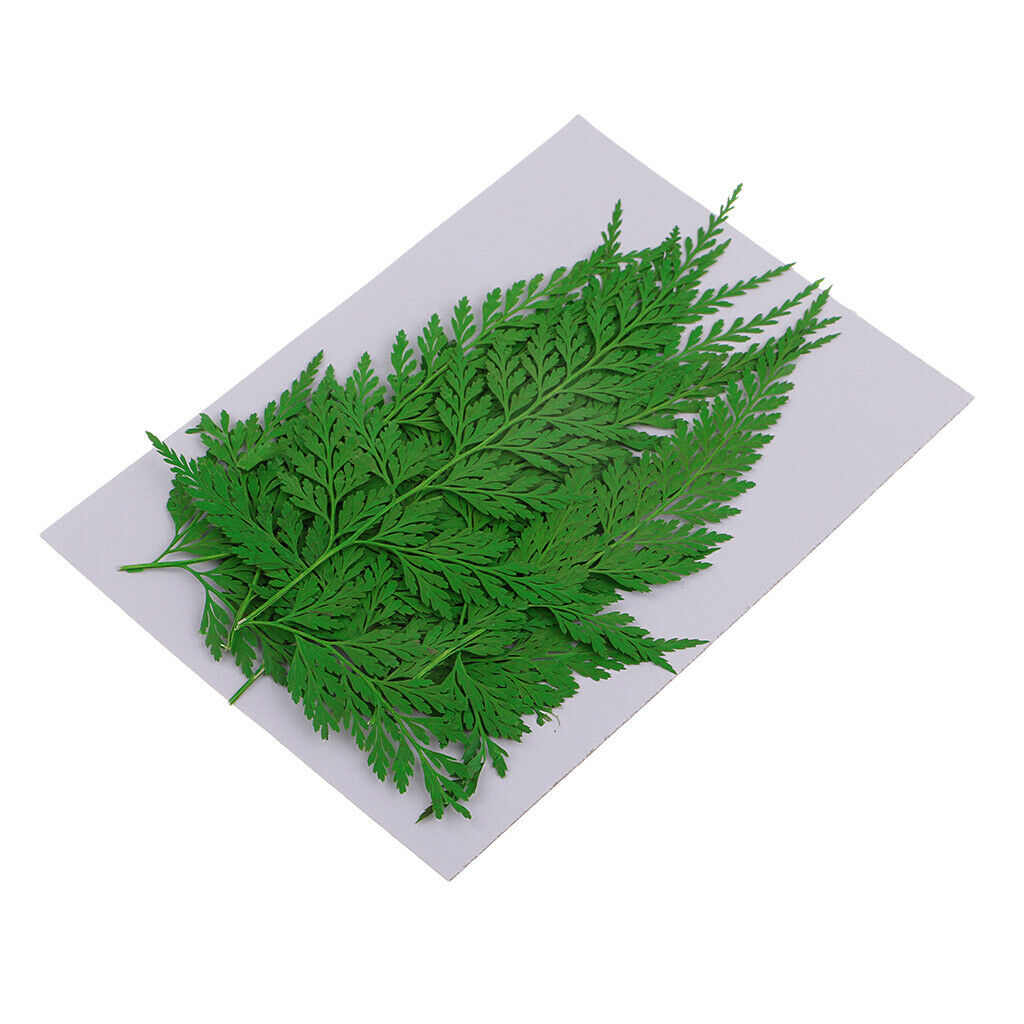 22x Real Pressed Natural Leaves For Scrapbook Album Card Making DIY Crafts