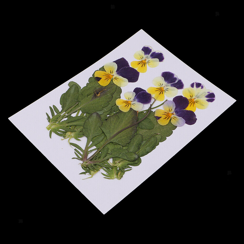 6 Pieces Natural Real Pressed Pansy Flower Dried Flower Floral Embellishments