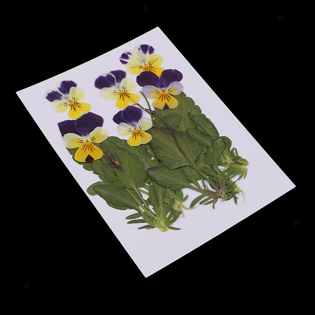 6 Pieces Natural Real Pressed Pansy Flower Dried Flower Floral Embellishments