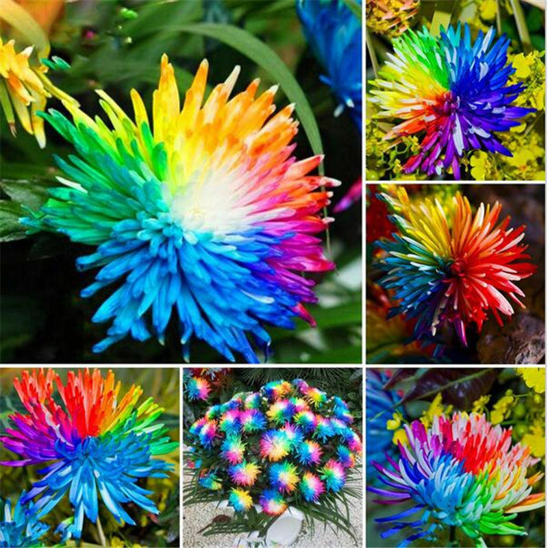 100pcs/bag Rainbow Daisy Flores Chrysanthemum Plants, Bonsai Flower Plant