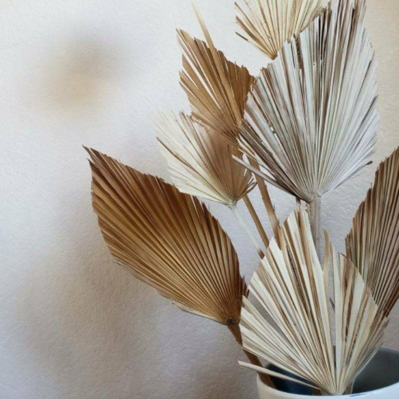 1pc Dried Flower Natural Pu Fan Leaf For DIY Home Shop Display Decorati.l8
