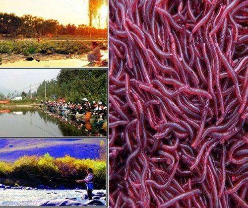 50x Red Earthworm Soft Worm Fishing Lures Bait Hooks Baits Tackle Crankbaits Kit