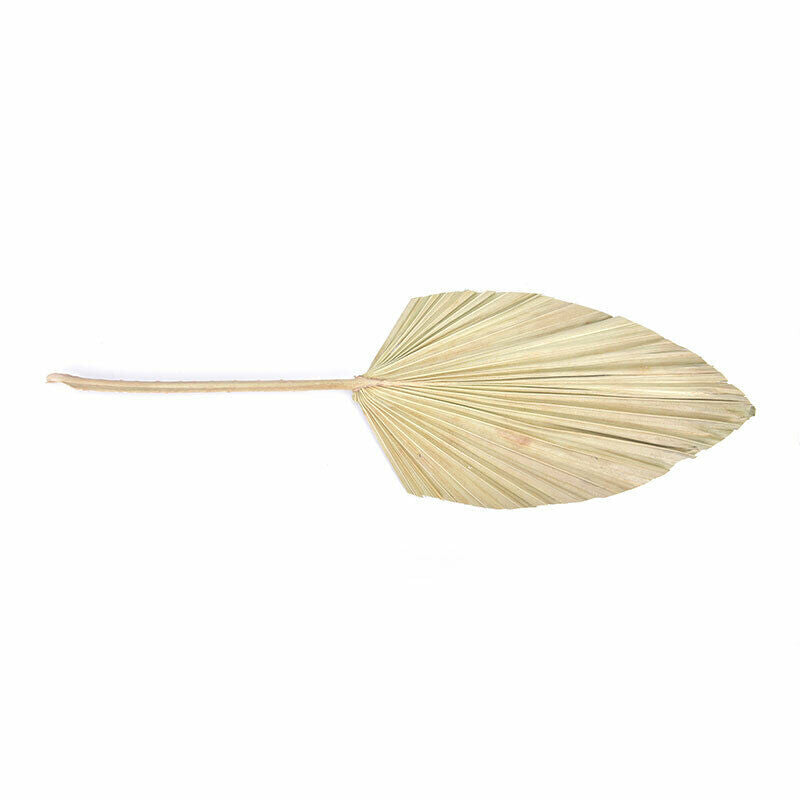 1pc Dried Flower Natural Pu Fan Leaf For DIY Home Shop Display Decorati.l8