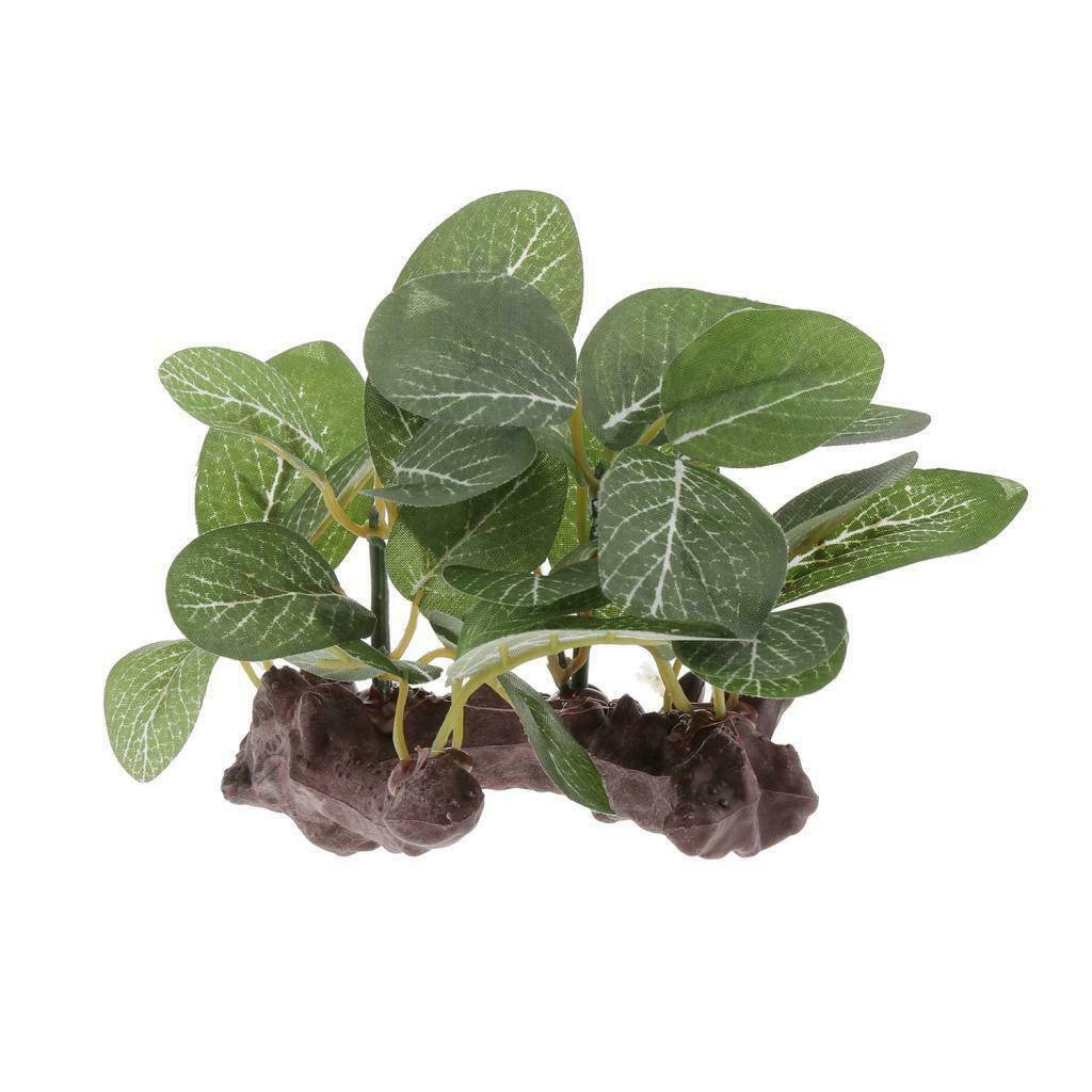 Reptile Plants Terrarium Plants for Bearded Dragons Lizards Habitat Type 1