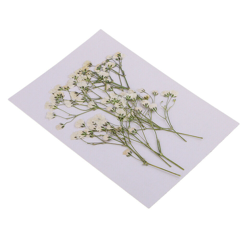 40pcs Natural Pressed Dried Flowers Leaf Babysbreath Flowers with Branches Art