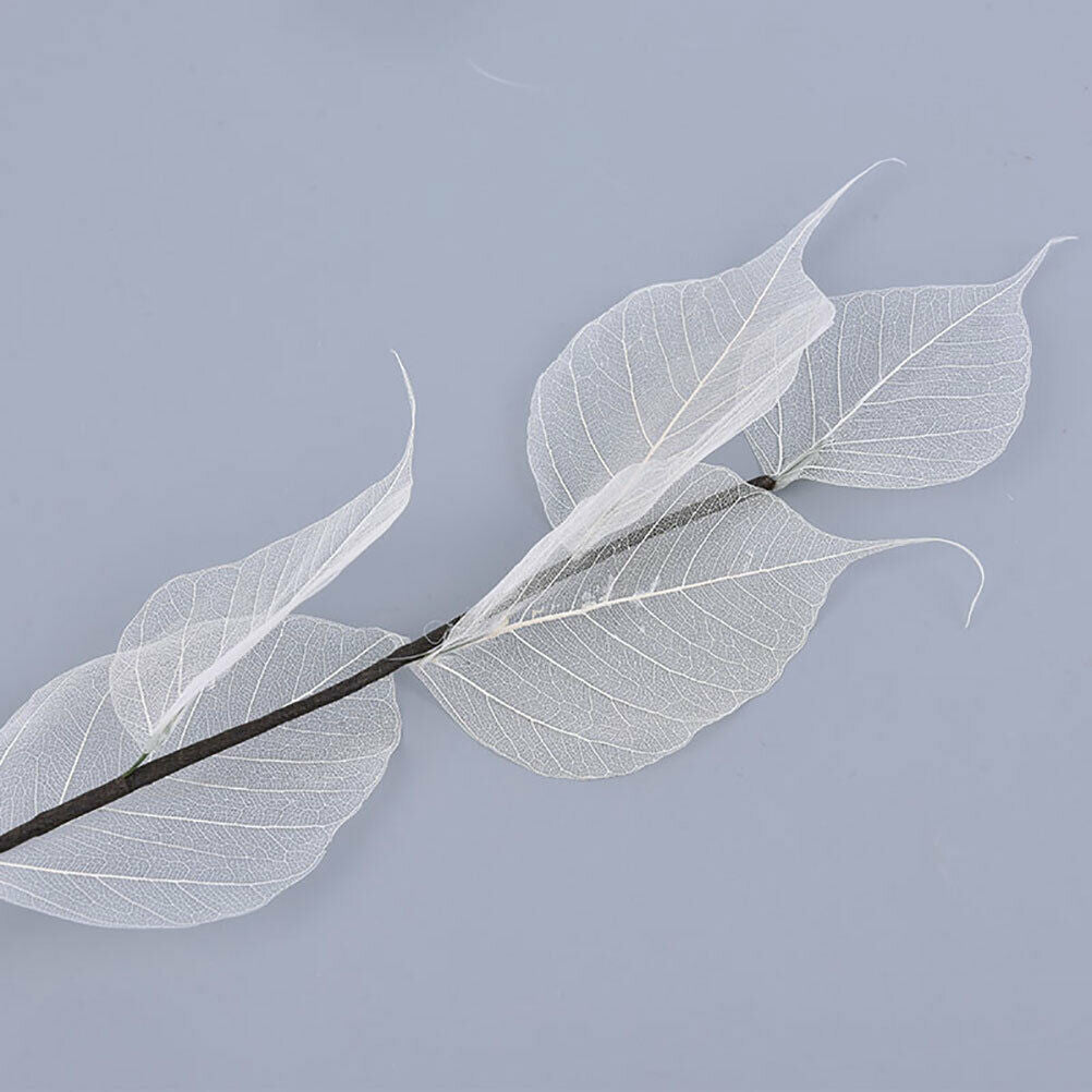 Natural white bodhi foliage and foliage Dried flowers for home decorati.l8
