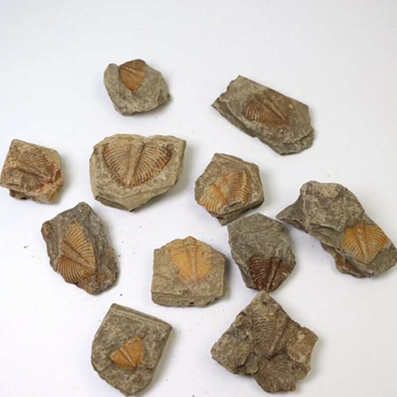1X(1 PC Natural Trilobite Tail Fossil Ancient Fossils Teaching Specimens Colle1)