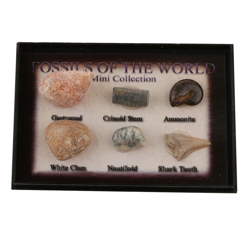 Prettyia   6Pcs   Marine   Animal   Fossils   School   Biology   Teaching   Aids