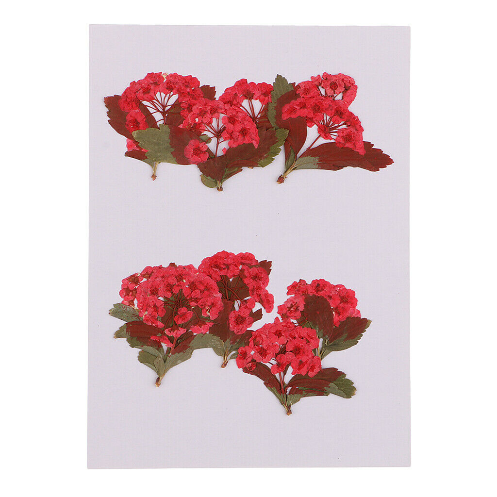 10x Red Flower Dried Flowers Ornaments for DIY Phone Case