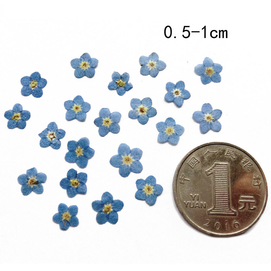 20x Small Pressed Real Dried Flowers Leaves DIY Jewelry Card Album