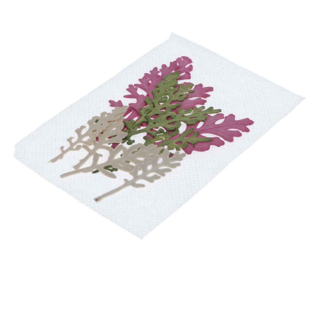 12Pcs Dry Press Flower Natural Pressed Dried Dusty Miller Leaves for Nails Art