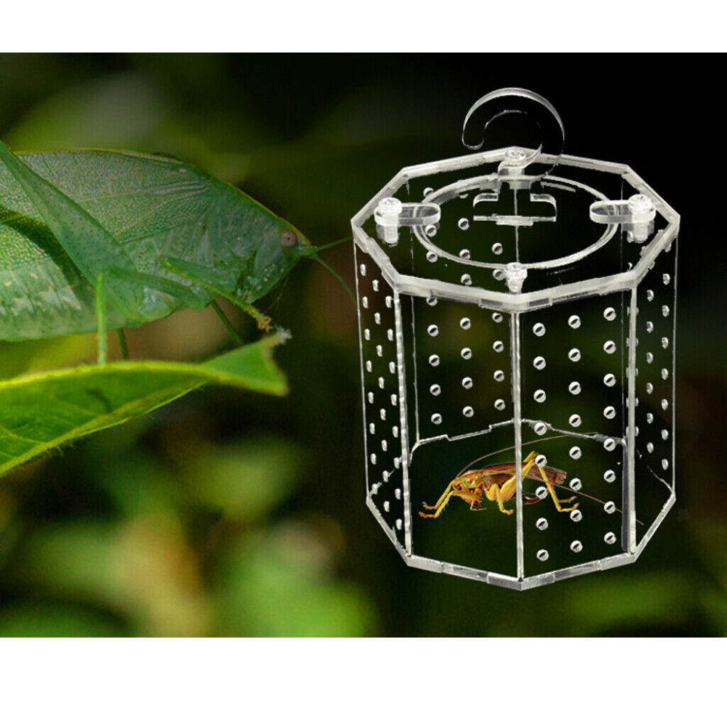 Acrylic Reptile Tank Vivarium Cage Spider/Grasshopper/Cricket Cage 9.8 x 10cm