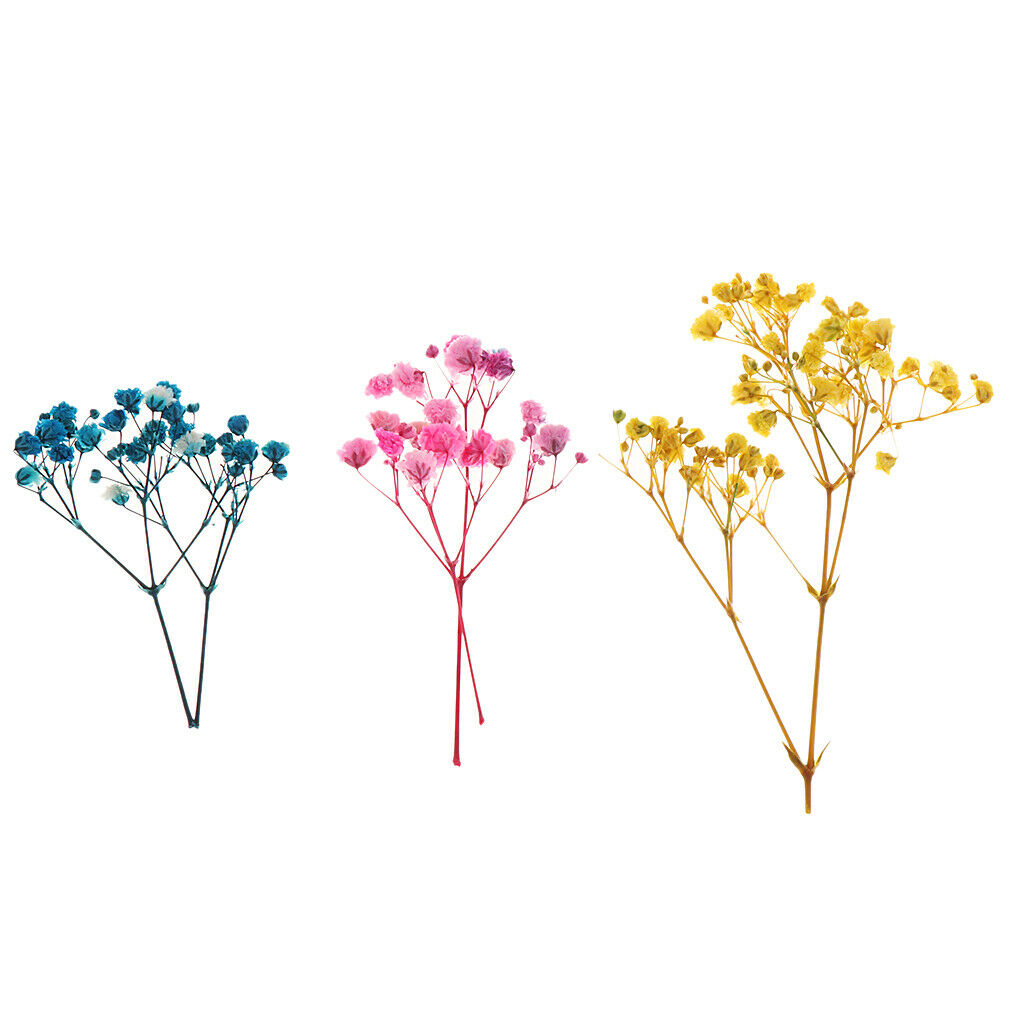 Pressed Leaves Natural Dried Flowers Scrapbooking Cards making Multi