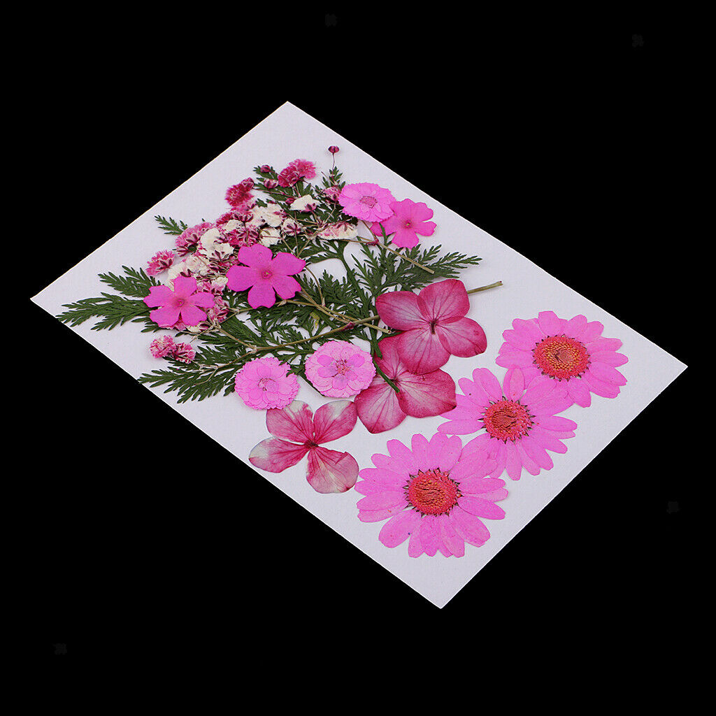 Pack of 2 Bags Assorted Kinds of Dried Flowers Petals Pressed Leaves for DIY