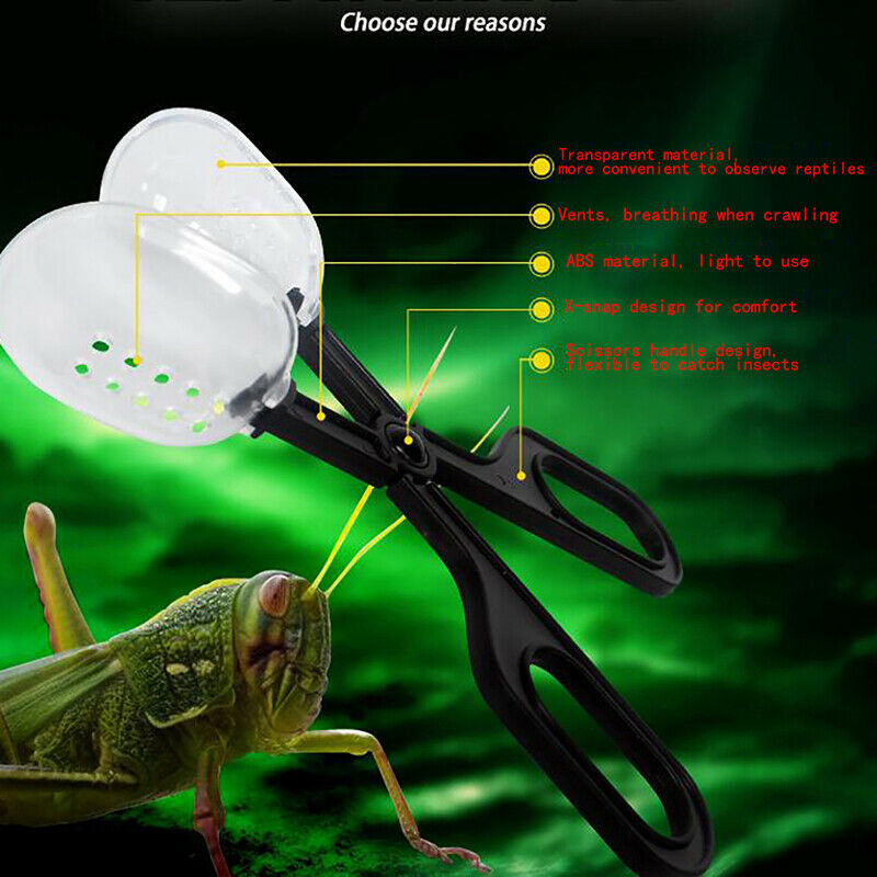 Reptile Supplies Climbing Pet Clips Feeding Reptiles Insect Breeding Worm ClipDD