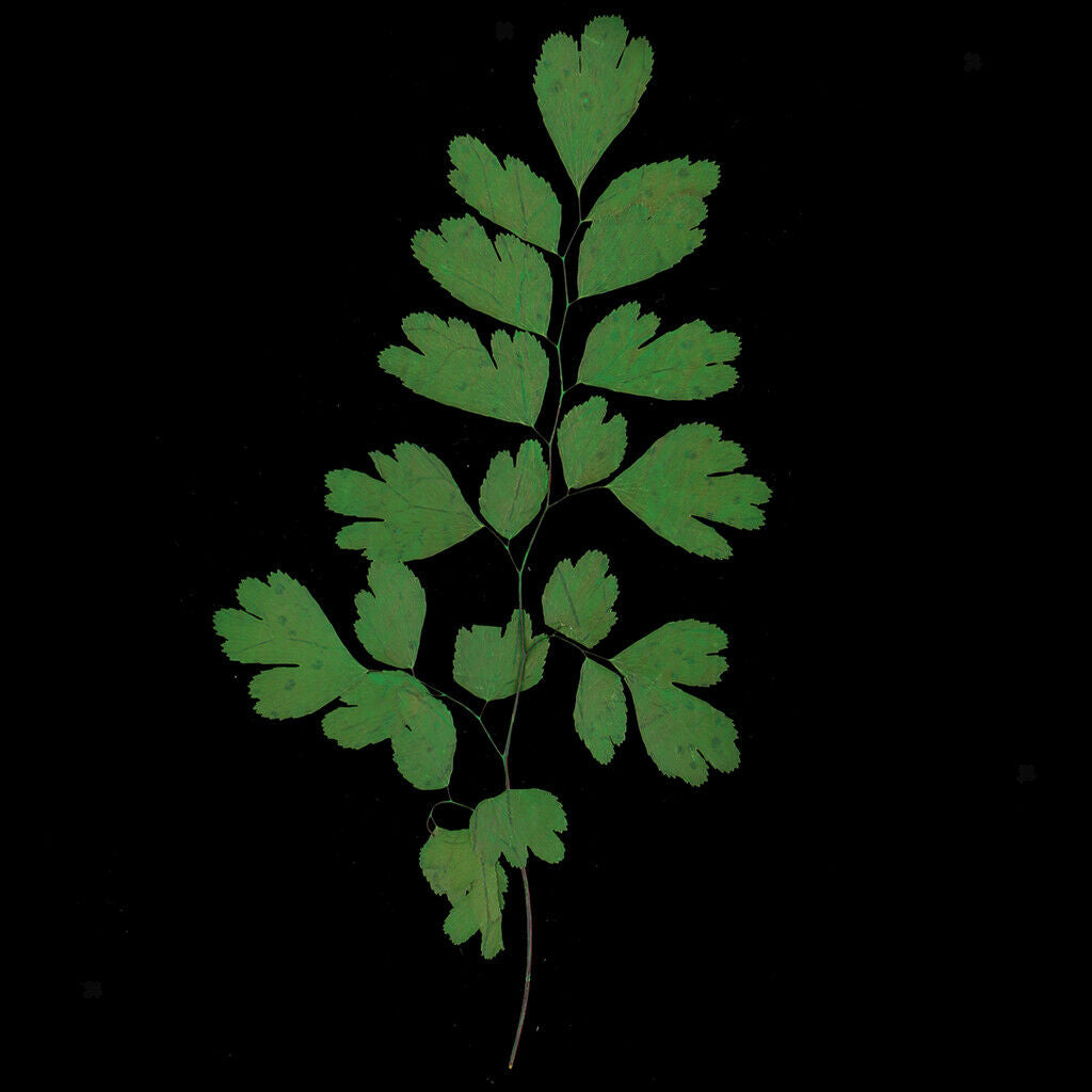 12Pcs Rock Fern Leaves Pressed Press Dried Flower Real Dried Flower Plant