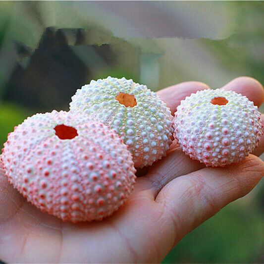 1Pcs Natural 3-5cm Pink Sea Urchin Shells Ornament Flowerpot Plant Decor HH6964