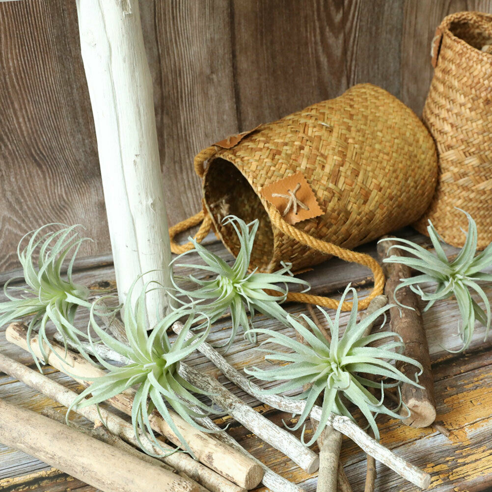 Artificial Pineapple Succulent Air Grass Plants  Flowers Home Decoratio JBH SJ