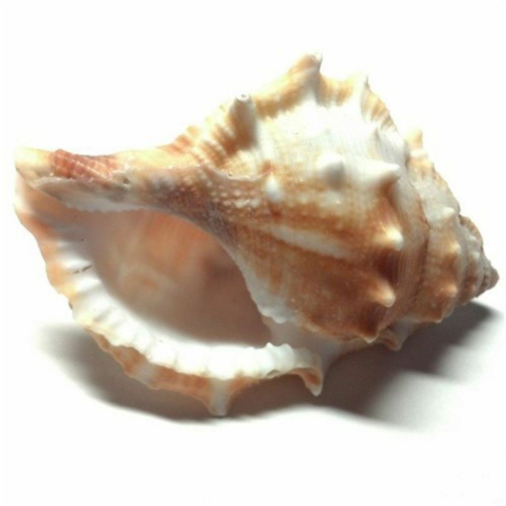 2 pcs Spiral Sea Shells 3cm -6cm Natural Seashells Conch DIY Craft Decorations