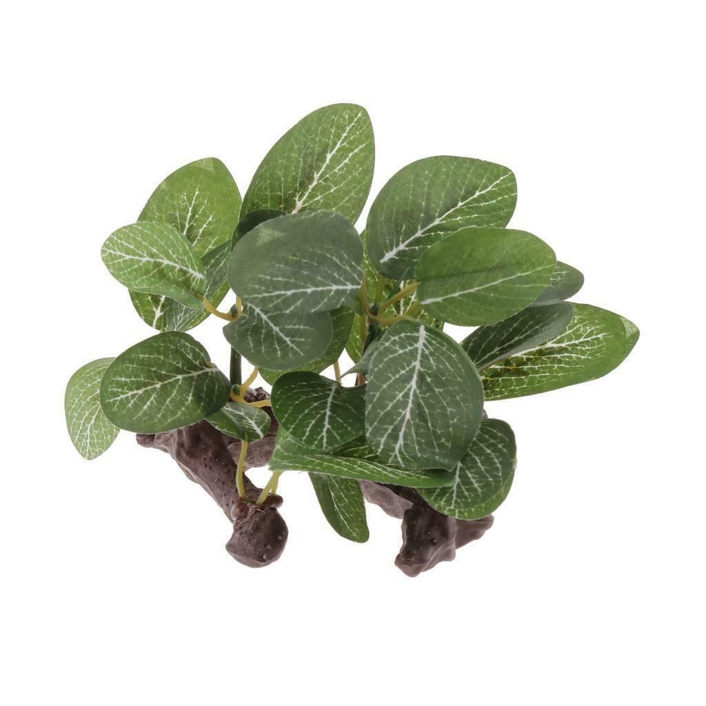 Reptile Plants Terrarium Plants for Bearded Dragons Lizards Habitat Type 1