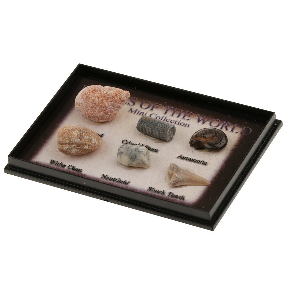 Prettyia   6Pcs   Marine   Animal   Fossils   School   Biology   Teaching   Aids