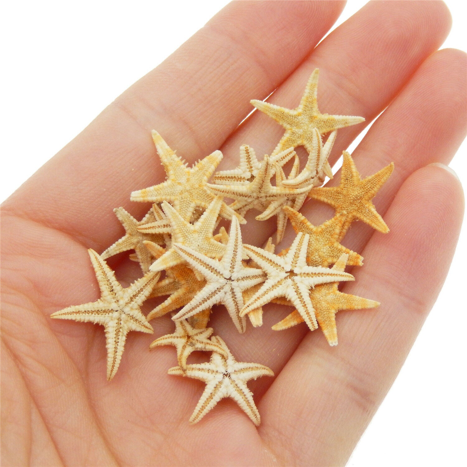 40 pcs Tiny Natural Starfish 15mm ~ 25mm Ornaments Flat Crafts Nautical Decor