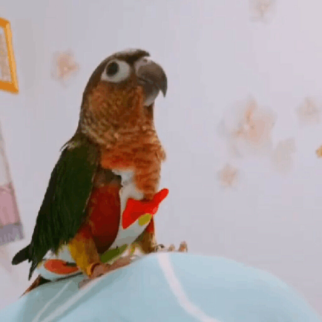 Fruit Pattern Parrot Diaper Washable Nappy for Small to Large Birds M