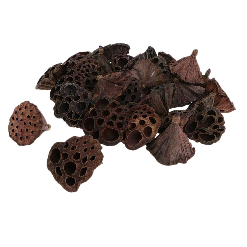 90x Natural Real Dried Lotus Pod For Flower Arrangement Home Decors Rustic