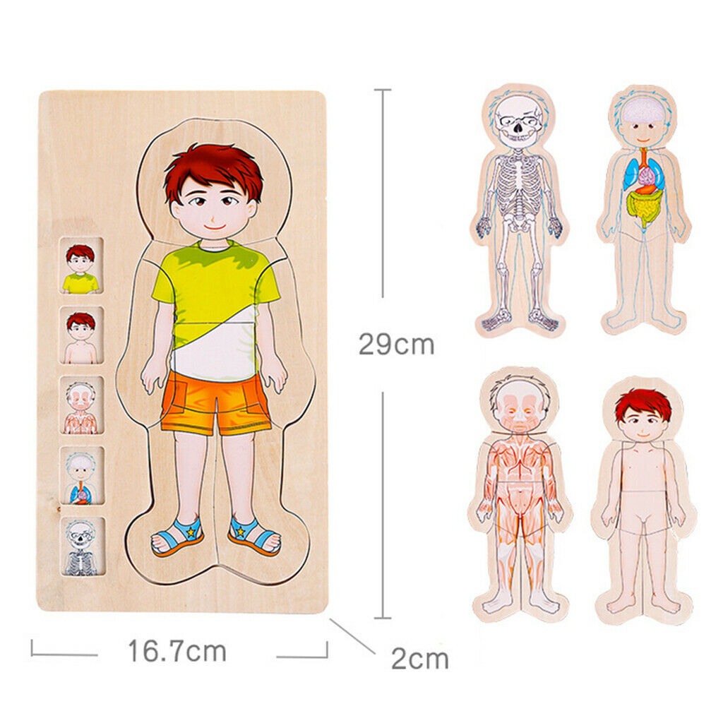 Wooden Puzzles for  Boys and Girls - 5 Layers Boy Body Structure Puzzle
