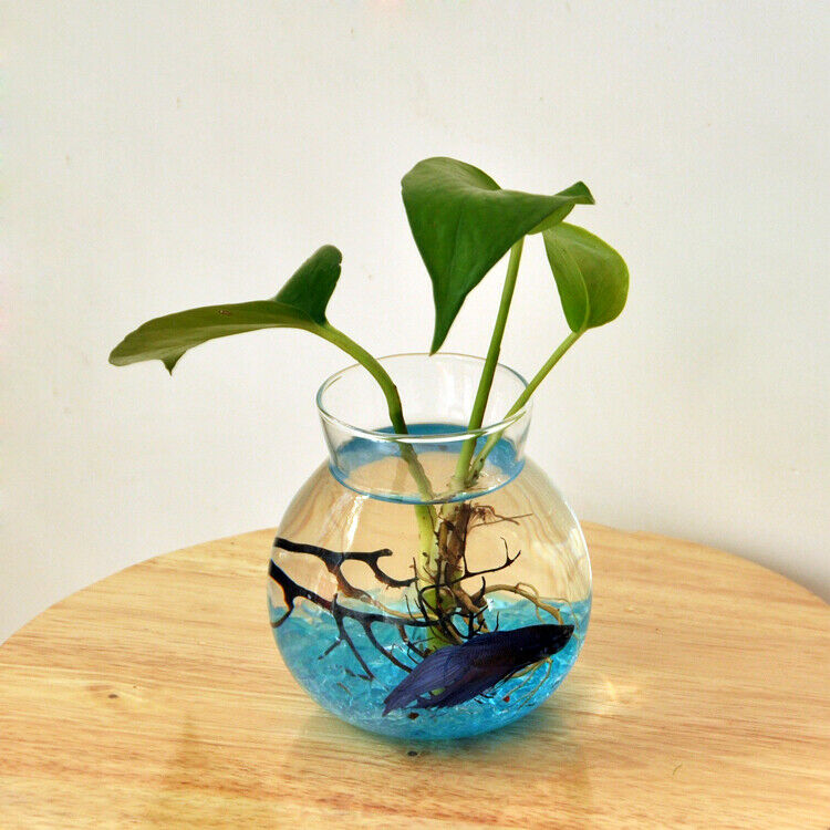Clear Glass Planter Vase Terrarium Tank Aquarium Table Decoration