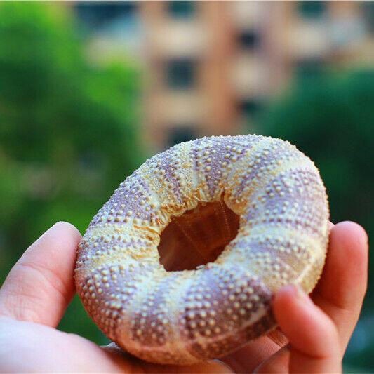 Natural Green Spotted Sea Urchin Shell Ornament Flowerpot Fish Tank Decor HH6965