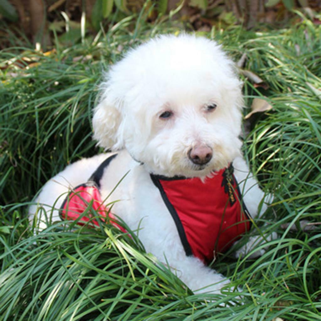 Puppy Pet Outdoor Cozy Comfortable Apparel For Small Medium Large Dogs Red