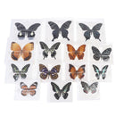 1pc Random Butterfly Specimen Folded Real Insects Wholesale Butterfly Speci Lt