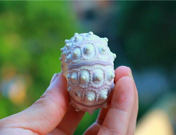 Natural Shells 4-8cm Sea Urchin Seashells Ornament Craft Flowerpot Decor HH6958